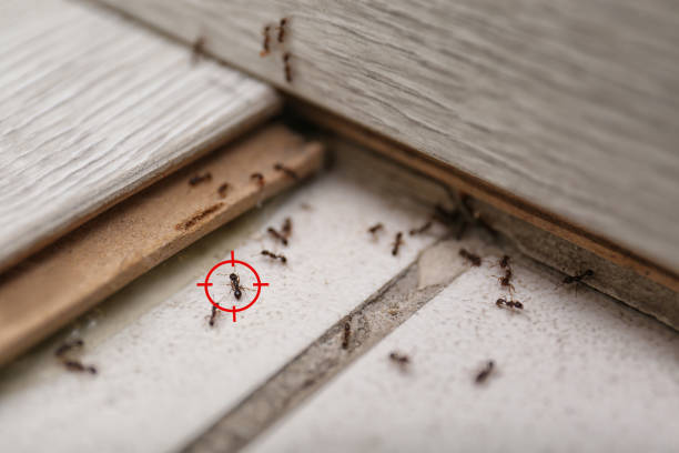 Best Wasp Removal Services  in Delphi, IN