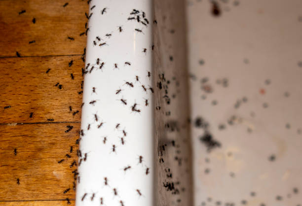 Best Mosquito Control Services  in Delphi, IN