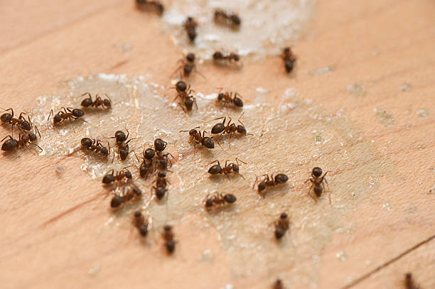 Best Pest Control Near Me in Delphi, IN